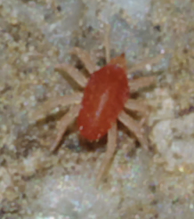 Cyta sp. (Bdellidae) - Rende (CS)